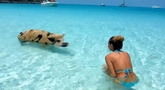 Welcome to the world of Exuma’s Swimming Pigs!